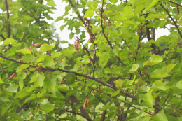Monilia sur fleurs et rameaux, dégât sur abricotier