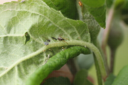 Araignée Theridiidae dans un foyer naissant de pucerons cendrés du pommier