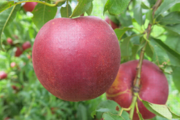 Nectarine - ORINE® Monerin cov : nectarine à chair jaune