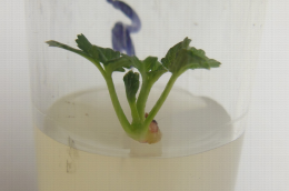 Développement d'un méristème de fraisier in vitro