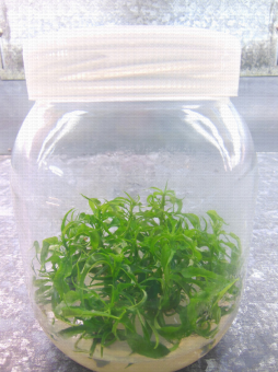 Bocal en multiplication in vitro d'un porte-greffe hybride Prunus