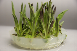 Plants racinés in vitro de chicorée Chioggia