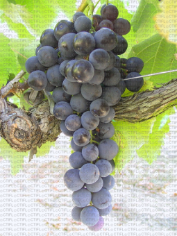 Alphone Lavallée, variété de raisin de table