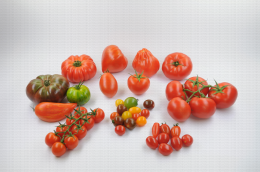 Tomate Diversification