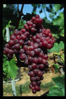 variété de raisin rose apyrene, Perlon