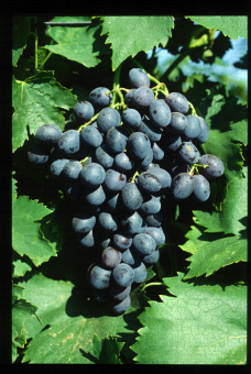 Variété de raisin noir, Ribol