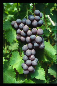 Variété de raisin noir, Salba