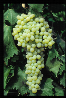 Variété de raisin blanc apyrene, Sultanine