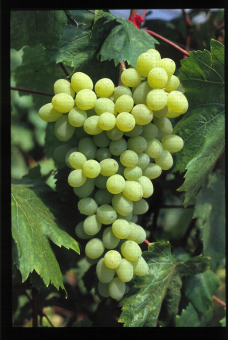 Variété de raisin blanc apyrene, Sulima