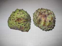 Atemoya du Brésil - Annonacées