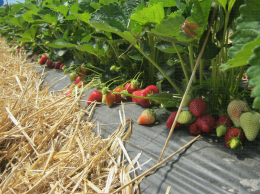 Fraisiers cultivés en sol sur paillage plastique en cours de production avec des fruits à maturité ou en cours de maturation