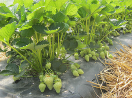 Plants de fraisiers en culture en sol sur paillage plastique sur butte avec des fraises en cours de maturation