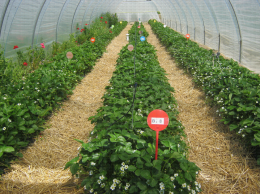 Culture en sol de fraisiers sur paillage plastique sur butte avec abri tunnel