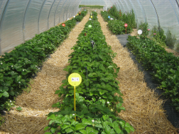 Culture en sol de fraisiers sur paillage plastique sur butte avec abri tunnel