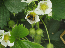 Bourdon sur une fleur de fraisier aidant à la pollinisation