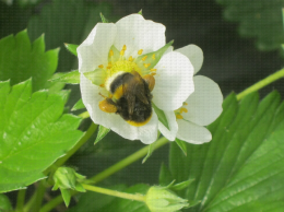 Bourdon visitant une fleur de fraisier pour la pollinisation , pelotes bien visibles