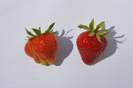 Comparaison de deux fraises : une bien formée et une déformée dû à une mauvaise pollinisation