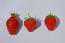 Comparaison de trois variétés de fraise Gariguette, Matis et Ciflorette avec deux formes de fraise biconique et conique et trois types de sépales relevé, détaché et embrassant