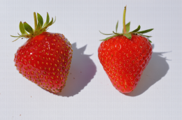 Comparaison de deux fraises une aux akènes enfoncés et l'autre aux akènes saillants