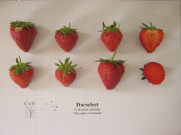 Présentation de fraises, variété Darselect ainsi qu'une coupe en largeur et en longueur du fruit
