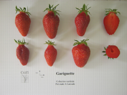 Présentation de fraises, variété Gariguette ainsi qu'une coupe en largeur et en longueur du fruit