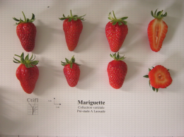 Présentation de fraises, variété Mariguette® ainsi qu'une coupe en largeur et en longueur du fruit