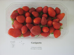 Présentation en barquette de la variété de fraise Gariguette