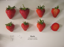 Présentation de fraises, variété Matis ainsi qu'une coupe en largeur et en longueur du fruit