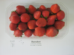 Présentation en barquette de la variété de fraise Darselect
