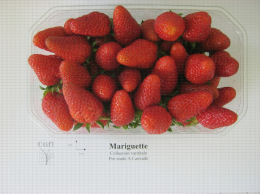 Présentation en barquette de la variété de fraise Mariguette®