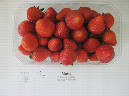 Présentation en barquette de la variété de fraise Matis