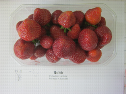 Présentation en barquette de la variété de fraise Rubis des jardins