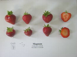 Présentation de fraises, variété Magnum ainsi qu'une coupe en largeur et en longueur du fruit