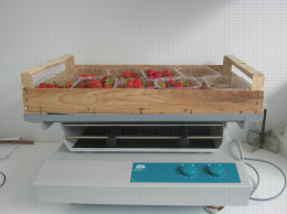 Test mené sur des variétés de fraises à l'aide d'une table vibrante permettant de simuler un transport dans le curcuit de distribution
