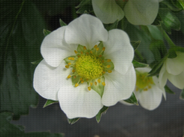 Fleur ouverte de fraisier après pollinisation