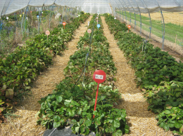 Culture en sol de fraisiers sur butte avec paillage plastique sous abri en fin de récolte