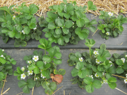 Plants de fraisier en culture en sol avec présence de quelques fleurs