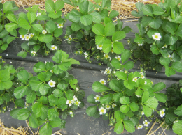 Plants de fraisier en culture en sol avec présence de quelques fleurs à différents stades phénologiques