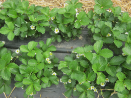 Plants de fraisier en culture en sol avec présence de quelques fleurs