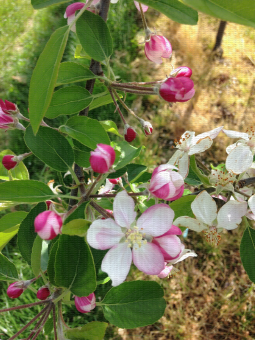 Fleurs de pommier au stade début de floraison