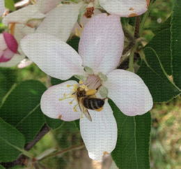 Pollinisation d'une fleur de pommier par une abeille