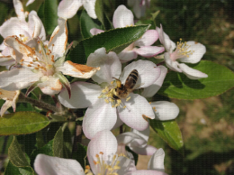 Pollinisation d'une fleur de pommier par une abeille