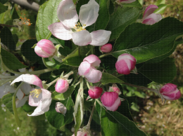 Corymbes de pommier à différents stades de floraison