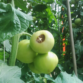 Nécrose apicale (cul noir) sur un fruit de tomate
