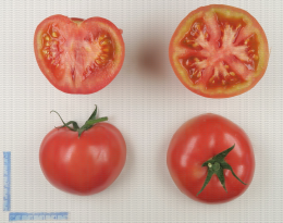 Variété de tomate de type ancien côtelé rose