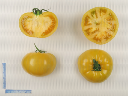 Variété de tomate de type ancien côtelé jaune, en coupe