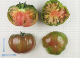 Variété de tomate de type ancien côtelé et bicolore (vert rouge)