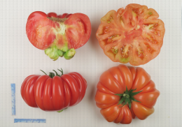Variété de tomate de type ancien côtelé et rouge
