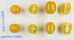 Tomates cerise de couleur jaune
