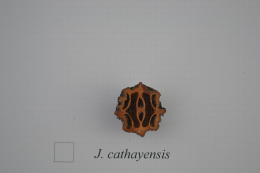 Juglans cathayensis